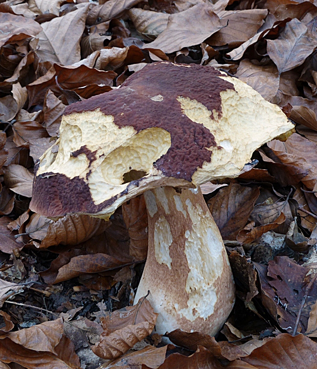 hríb sosnový Boletus pinophilus Pil. et Dermek in Pil.