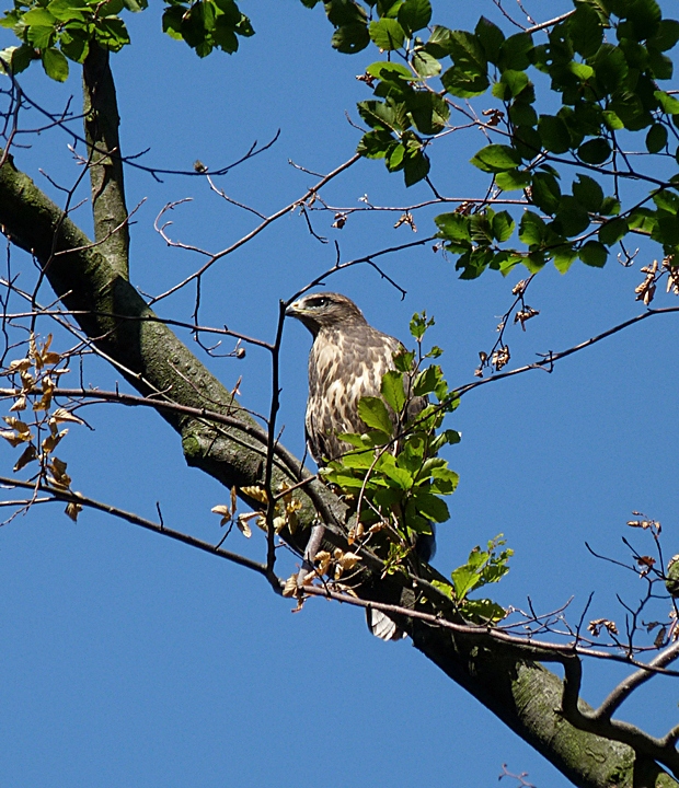 myšiak Buteo buteo (L.) Roussel