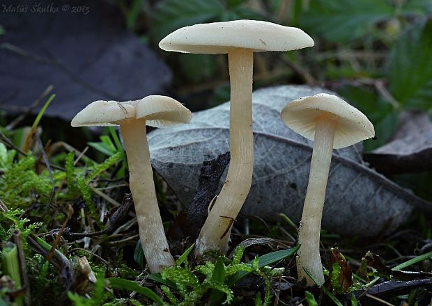 strmuľka Clitocybe sp.