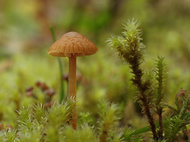 kapucňovka Galerina sp.