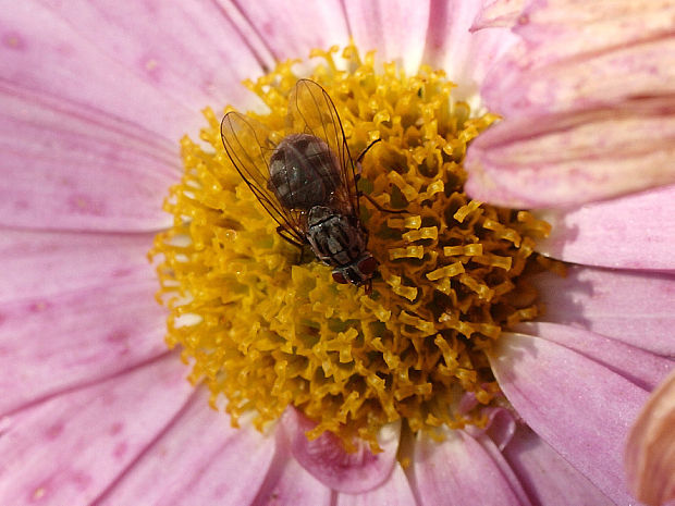 mucha škvrnitá Graphomya maculata