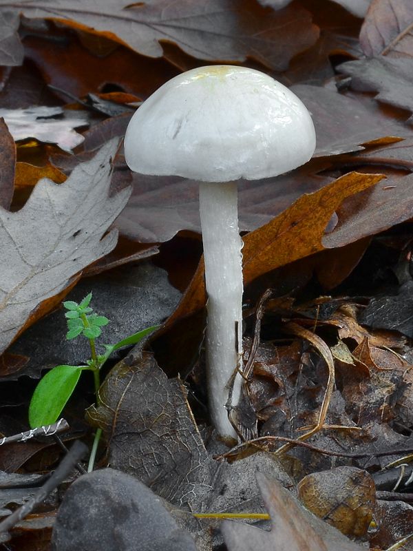 slzivka obyčajná Hebeloma crustuliniforme (Bull.) Quél.