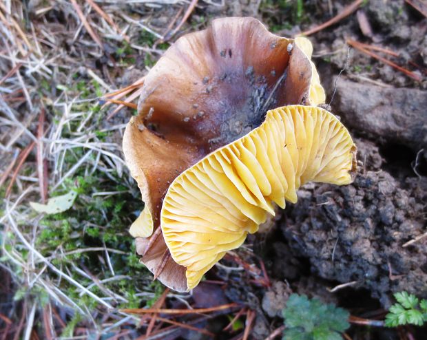 šťavnačka mrazová Hygrophorus hypothejus (Fr.) Fr.