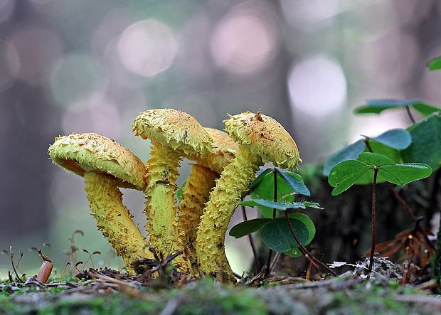 šupinovka ohnivá Pholiota flammans (Batsch) P. Kumm.