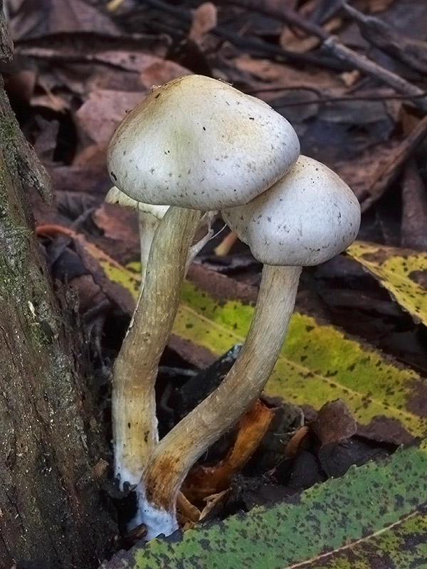 šupinovka gumová Pholiota gummosa (Lasch) Singer