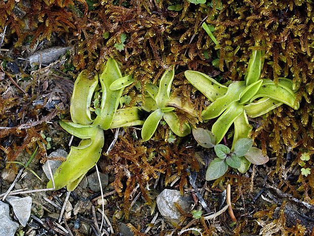 tučnica obyčajná Pinguicula vulgaris L.