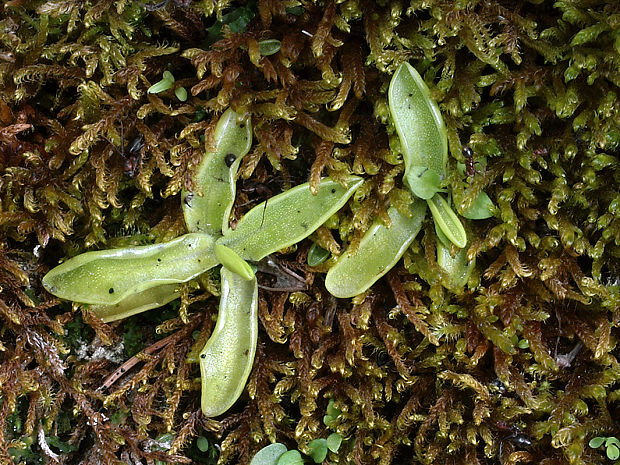 tučnica obyčajná Pinguicula vulgaris L.