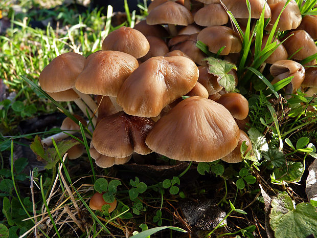 drobuľka trsovitá Psathyrella multipedata (Peck) A.H. Sm.