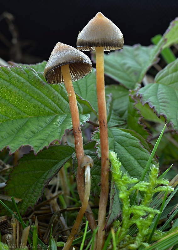 holohlavec končistý Psilocybe semilanceata (Fr.) P. Kumm.