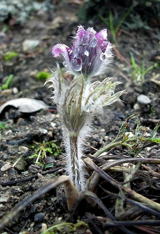 poniklec Pulsatilla sp.