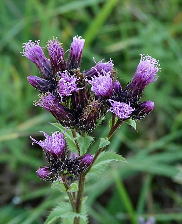 kosienka farbiarska Serratula tinctoria L.