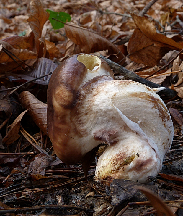 masliak obyčajný Suillus luteus (L.) Roussel