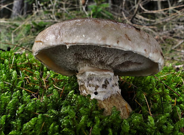 masliak lepkavý Suillus viscidus (L.) Roussel