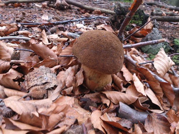 hríb zrnitohlúbikový Sutorius luridiformis (Rostk.) G. Wu & Zhu L. Yang