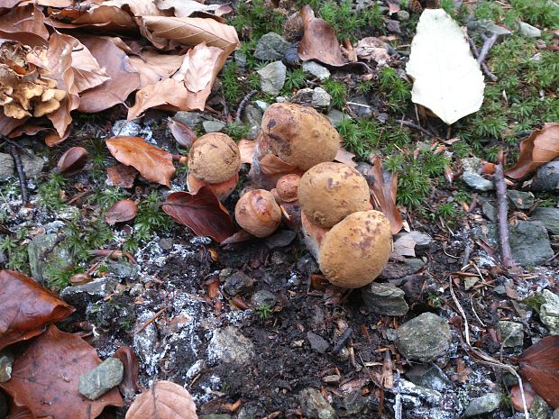 hríb zrnitohlúbikový Sutorius luridiformis (Rostk.) G. Wu & Zhu L. Yang