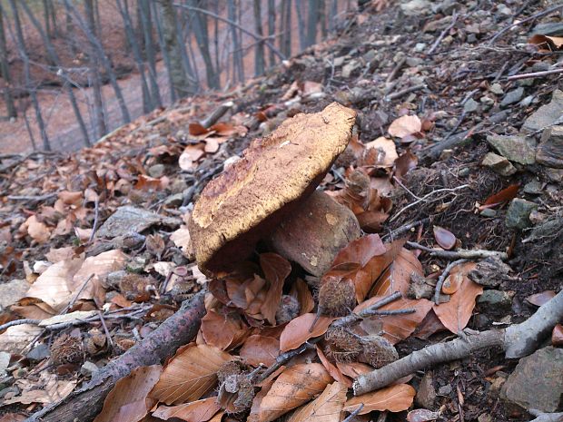 hríb zrnitohlúbikový Sutorius luridiformis (Rostk.) G. Wu & Zhu L. Yang