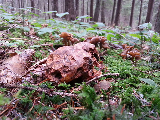 hríb zrnitohlúbikový Sutorius luridiformis (Rostk.) G. Wu & Zhu L. Yang