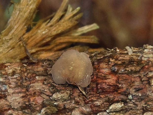 rôsolovka priesvitná Tremella encephala Willd.