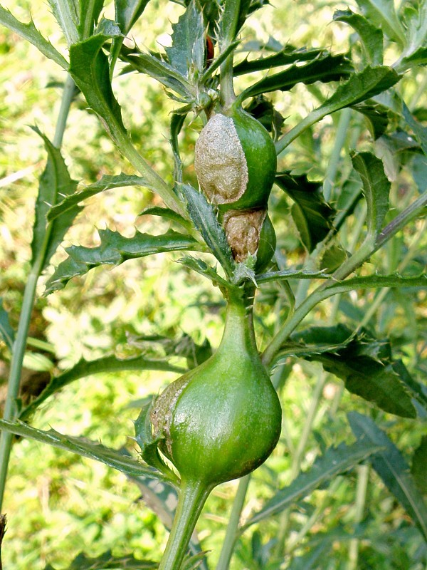 vrtivka / vrtule bodláková Urophora cardui Linnaeus, 1758