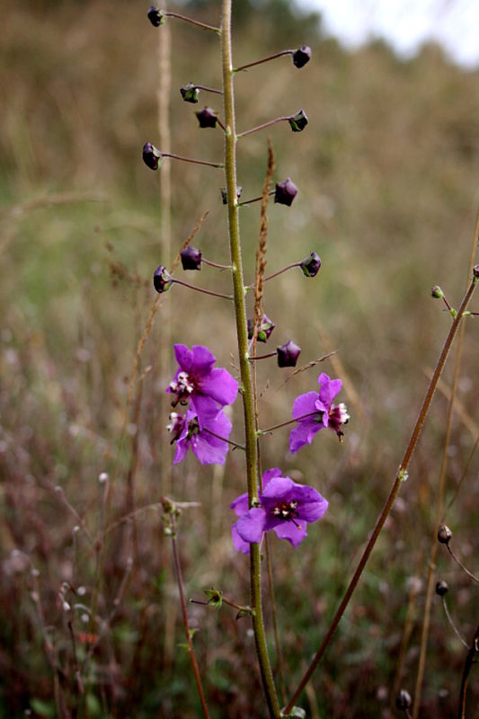 divozel tmavočervený Verbascum phoeniceum L.