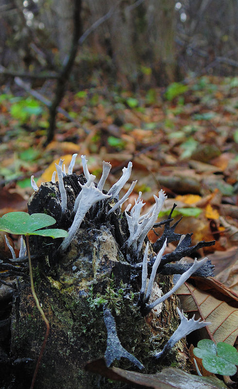 drevnatec parohatý Xylaria hypoxylon (L.) Grev.