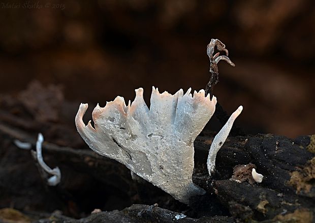 drevnatec parohatý Xylaria hypoxylon (L.) Grev.