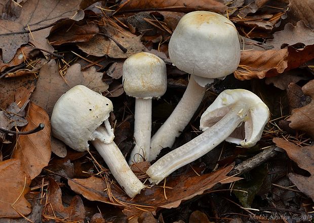 pečiarka Agaricus sp.