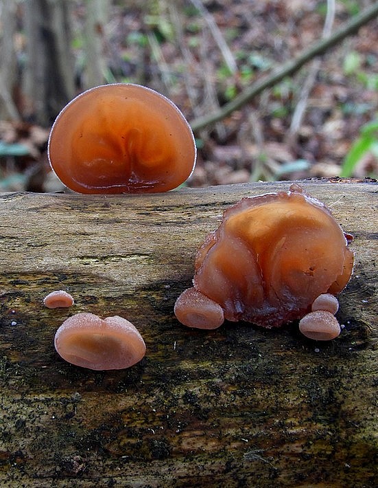 uchovec bazový Auricularia auricula-judae (Bull.) Quél.