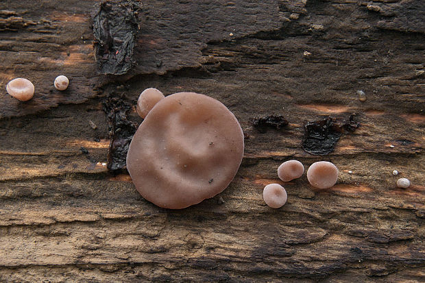 uchovec bazový ? Auricularia auricula-judae (Bull.) Quél.