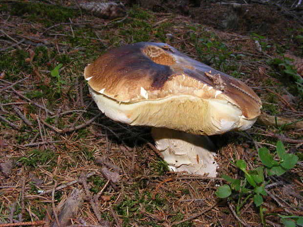 hríb smrekový Boletus edulis Bull.