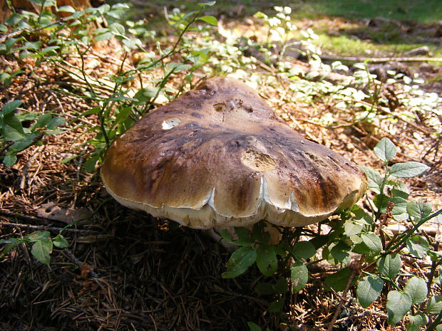 hríb smrekový Boletus edulis Bull.