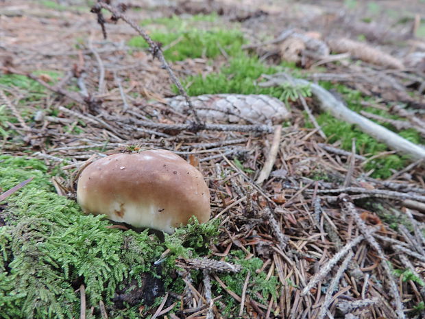 hríb smrekový Boletus edulis Bull.