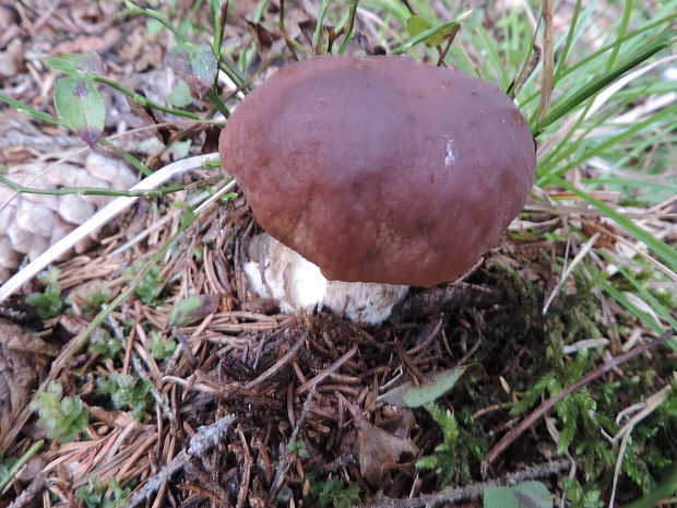 hríb smrekový Boletus edulis Bull.