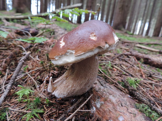 hríb smrekový Boletus edulis Bull.