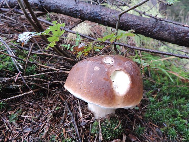 hríb smrekový Boletus edulis Bull.