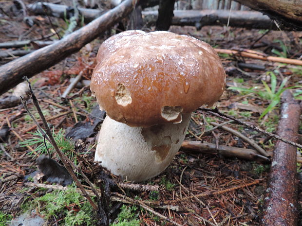 hríb smrekový Boletus edulis Bull.