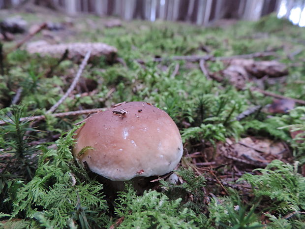 hríb smrekový Boletus edulis Bull.