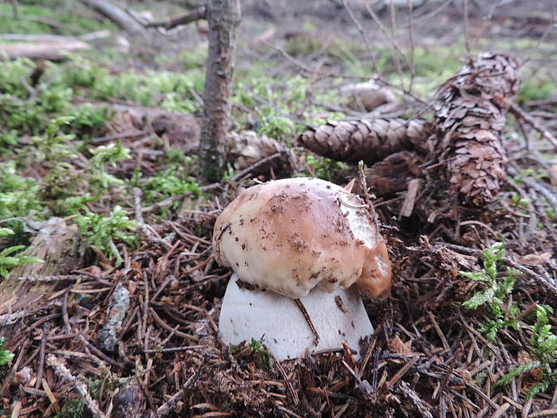 hríb smrekový Boletus edulis Bull.