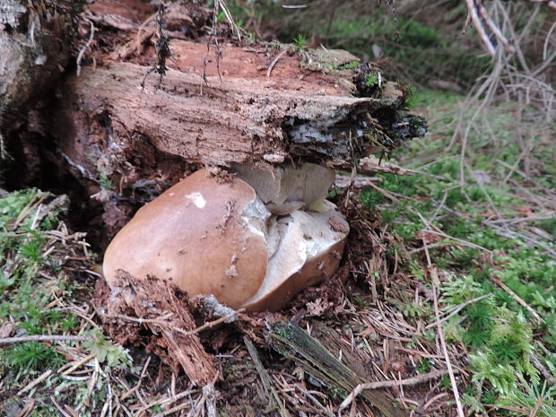 hríb smrekový Boletus edulis Bull.