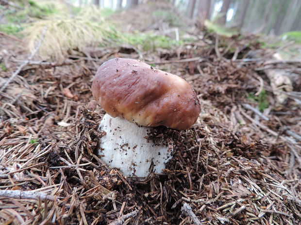 hríb smrekový Boletus edulis Bull.