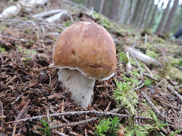 hríb smrekový Boletus edulis Bull.