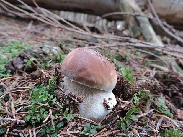 hríb smrekový Boletus edulis Bull.