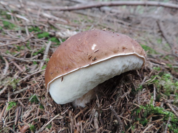 hríb smrekový Boletus edulis Bull.