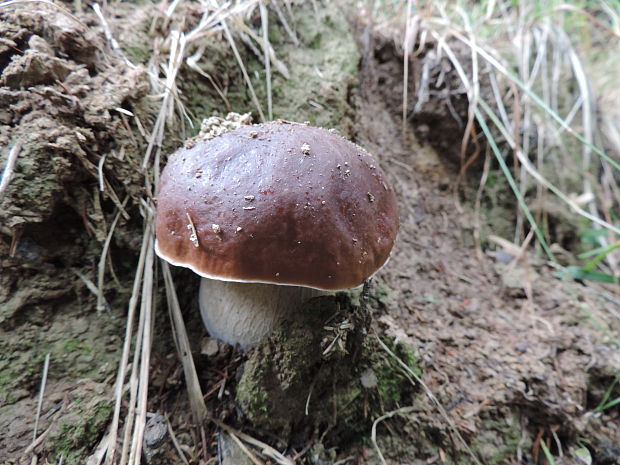 hríb smrekový Boletus edulis Bull.