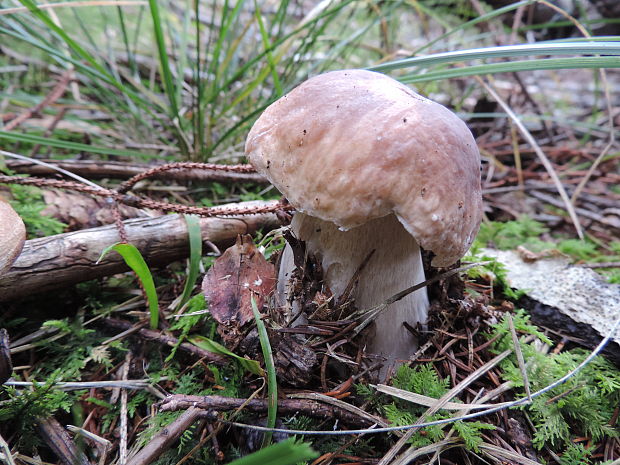 hríb smrekový Boletus edulis Bull.