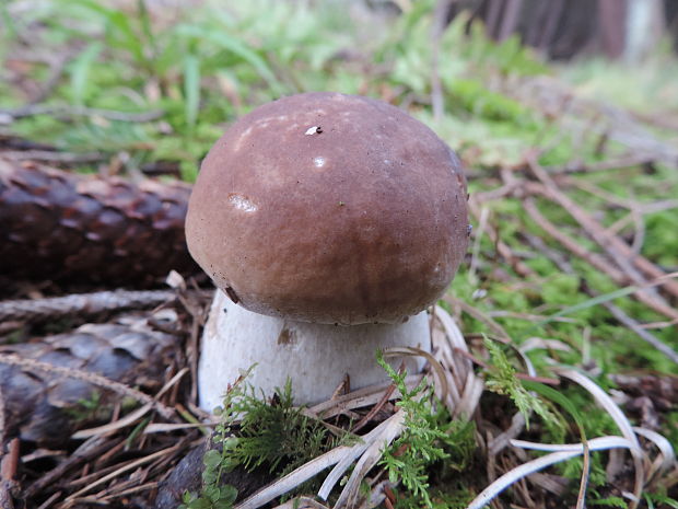 hríb smrekový Boletus edulis Bull.