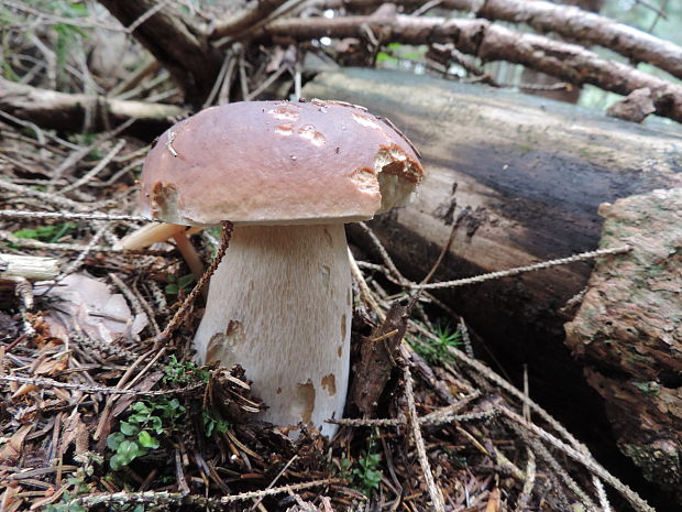 hríb smrekový Boletus edulis Bull.