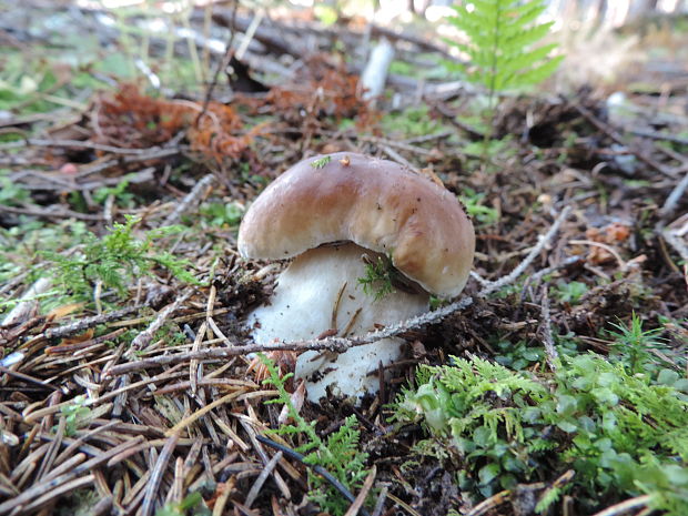 hríb smrekový Boletus edulis Bull.