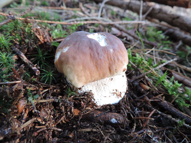 hríb smrekový Boletus edulis Bull.