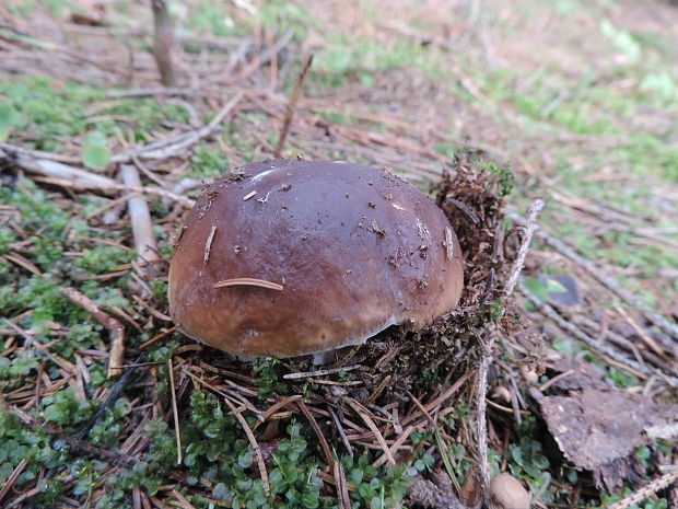 hríb smrekový Boletus edulis Bull.